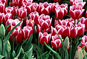 Tulipa - Hybr. 'Leen van der Mark'