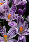 Crocus vernus 'Ladykiller' Crocus