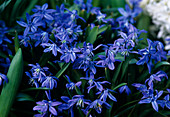 Scilla 'Spring Beauty'