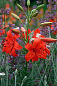 Lilium bulbiferum