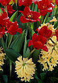 Tulipa 'Showwinner' red early tulip