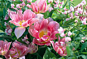 Tulipa 'Angelique'