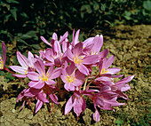 Colchicum hybrids