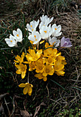 Crocus hybrid