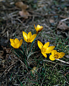 Crocus angustifolius