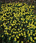 Eranthis Hyemalis