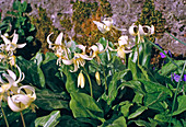 Erythronium 'Weiße Schönheit'