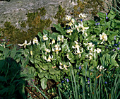 Erythronium revolutum