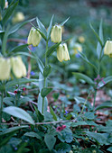 Fritillaria pallidiflora