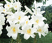 Lilium candidum