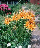 Lilium asiaticum