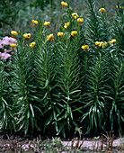 Lilium hansonii