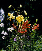 Lilium tigrinum hybrid