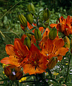 Lilium bulbiferum