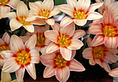 Tulipa Kaufmanniana 'Fritz Kreisler' (Botanical tulips)