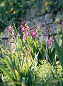 Gladiolus communis