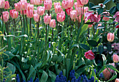 Tulipa 'Gander's Rhapsody'