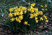 Narcissus cyclamineus hybride