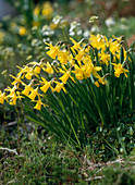 Narcissus 'Tete A Tete'