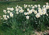 Cup Daffodil 'Ice Follies'