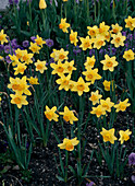 Narcissus 'Red Devon'