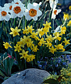 Narcissus cyclamineus 'Tete A Tete'