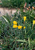 Narcissus bulbocodium