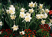 Bowl Narcissus