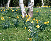 Narcissus jonquilla