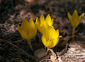 Sternbergia lutea