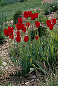 Tulipa 'Didieri'