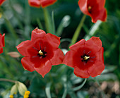 Tulipa linifolia