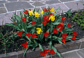 Tulipa linifolia