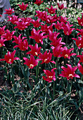 Lily flowered tulip red