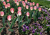 Tulipa Darwin-Hybr. 'Tender Beauty'