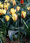 Tulipa greigii hybrid