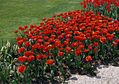 Murillo tulips