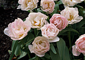 Tulipa 'Angelique'