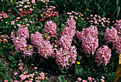 Hyacinthus 'Pink Pearl'
