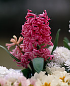 Hyacinthus orientalis