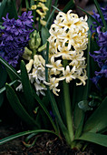 Hyacinthus orientalis