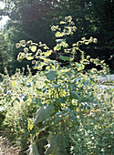 Arctium nemorosum