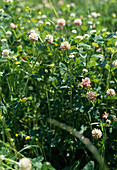 Trifolium repens