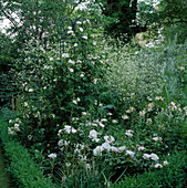 Kletterrose 'Sombereuil', Onopordum, Geranium Phaeum 'Album'