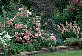 Beet in Rosa mit Wiesenpflanzen, Rose 'Bonica' & 'Rubrifolia', Penstemon, Diascia Vigilis, Osteospermum