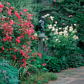 Rosa 'Chinensis Mutabilis' & Rose 'Perle D'Or'