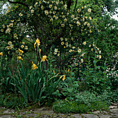 Iris 'Canary Bird' und Spinosissima 'Frühlingsgold'