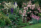 Beet mit Rose 'Ballerina' & 'Cornelia', Delphinium 'Galahad', Lilium 'Sterling Star'