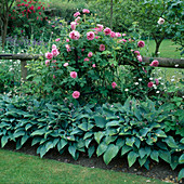 Hosta mit Rose 'Empress Josephine'