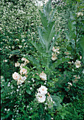 Onopordum, Geranium Phabum 'Album', Rose 'Jacqueline Du Pre' und 'Cranbe Cordifolia'